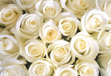 CORONA BOREALIS AT PARK HYATT BEIJING WEDDING EXHIBITION